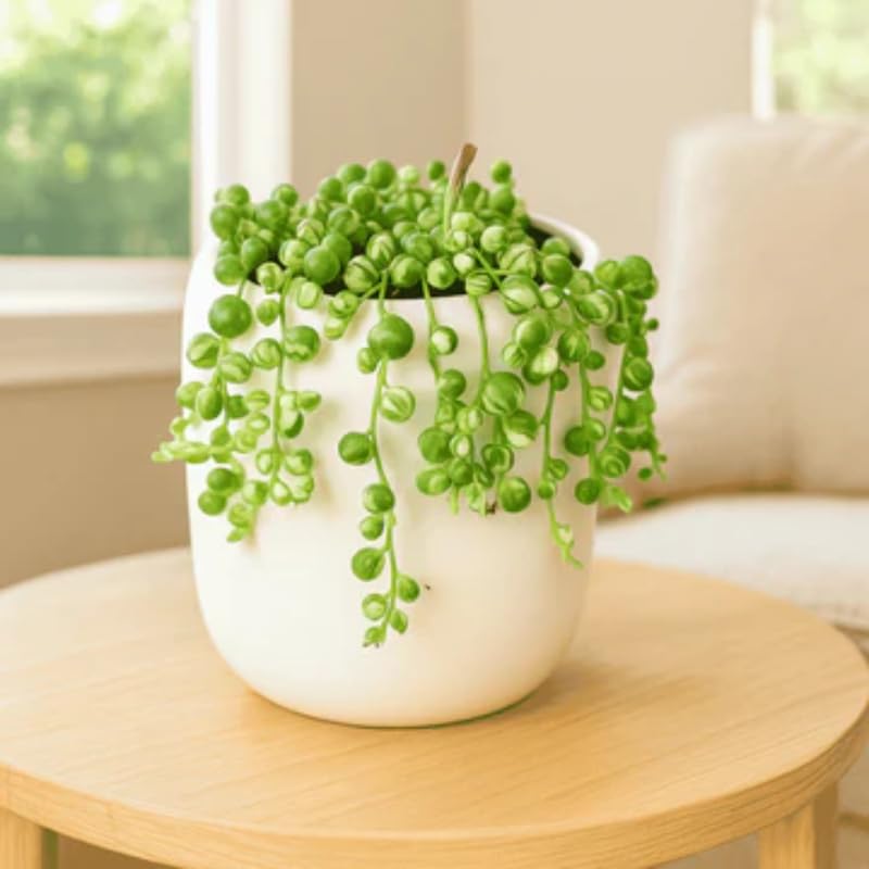 Variegated String of Pearls Plant Live, Trailing Succulent Vine, Indoor Hanging Houseplant, 4 Inch Pot