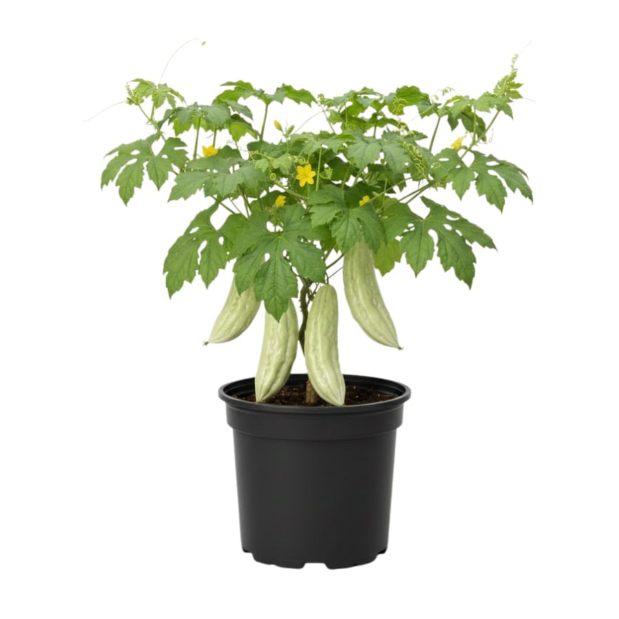 White Jade Bitter Melon Plant Live for Planting, Bitter Melon Live Plant, 6-8 Inc Tall, 4 Inc Pot, Bitter Gourd Vine for Backyard Vegetable Garden
