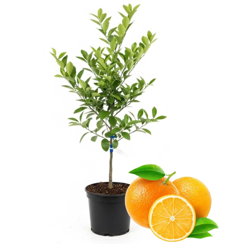 Navel Orange Tree Live Plant, 3-4 Feet Tall Grafted Citrus Tree, Sweet Seedless Orange Fruit Tree for Outdoor Planting