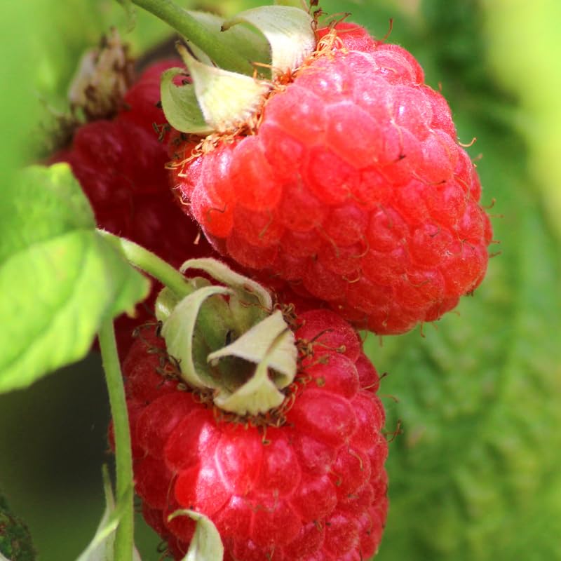 Southern Raspberry Plant Live for Planting, 18-24 Inch Tall, Red Raspberry Bush Live Plant Potted, Raspberry Fruit Tree
