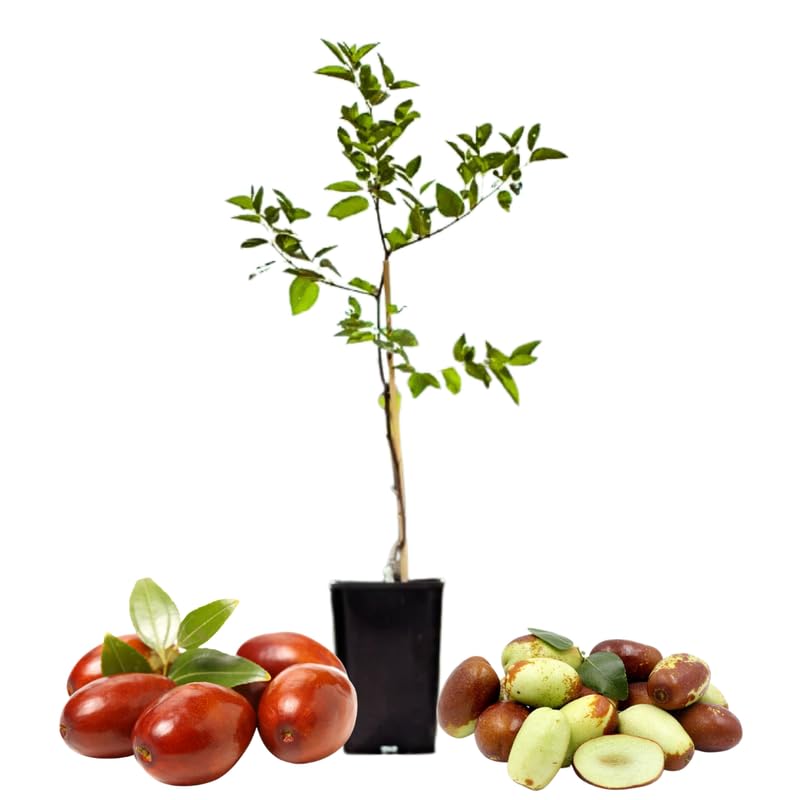 8 Months Old Li Jujube Tree Live Plant in Pot, 10 to 14 Inches in Tall, Rare Fruit Tree, High Yield, Dormant in Winter