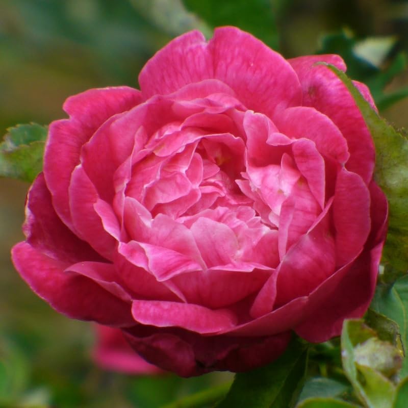Climbing Bush Roses for Garden, Fragrant and Hardy Rose Plants for Outdoor Planting, No Pot, 5 to 9 Inc Tall Starter Plant Well-Rooted, Hot Pink Blooms