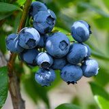 2 Blueberry Plant Live 1 Year Old, Sweet Blueberry Bush Live Plant, Blueberry Tree Live, Blueberries Shrub (Blueray Blueberry Plants)