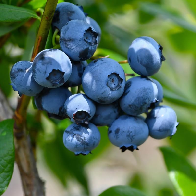 2 Blueberry Plant Live 1 Year Old, Sweet Blueberry Bush Live Plant, Blueberry Tree Live, Blueberries Shrub (Blueray Blueberry Plants)
