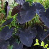 2 Alocasia Live Plants, Live Alocasia Plants Indoor, 3 to 5 Inches, Colocasia Plant, Elephant Ear Esculenta Taro Colocasia Plant House Plant (Black)
