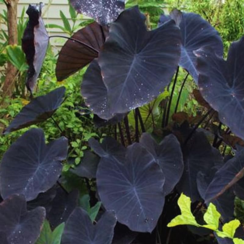 2 Alocasia Live Plants, Live Alocasia Plants Indoor, 3 to 5 Inches, Colocasia Plant, Elephant Ear Esculenta Taro Colocasia Plant House Plant (Black)