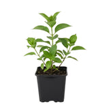 Blue Hydrangea Live Plant, 2.5 Inch Pot Hydrangea Plant - Change Bloom Colors, Perennial and Hardy Blooming Shrub for Garden, Patio and Landscape