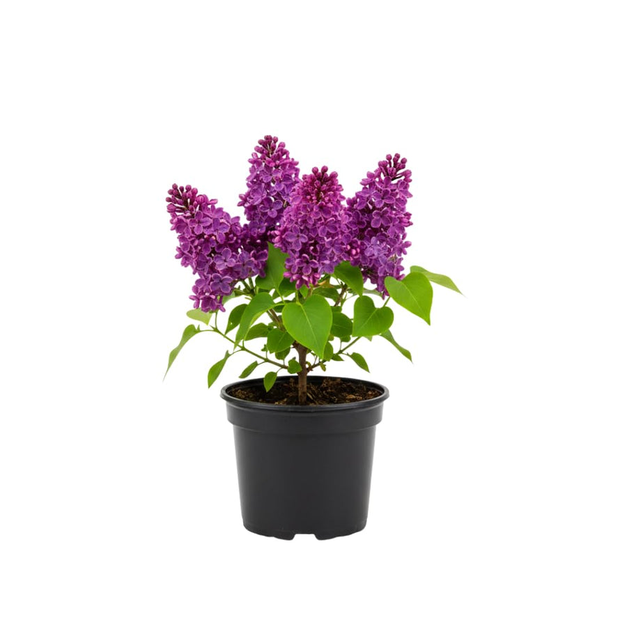 Fragrant Common Lilac Shrub in 4 Inch Pot, Live Purple Lilac Plant, Easy Grow Ornamental, Indoro Outdoor Planting