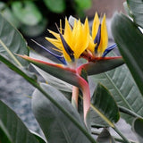 Bird of Paradise Plant Live, 5" to 12" Tall, Established Roots, Strelitzia Reginae Live Plant Houseplant Indoor Outdoor (Yellow)