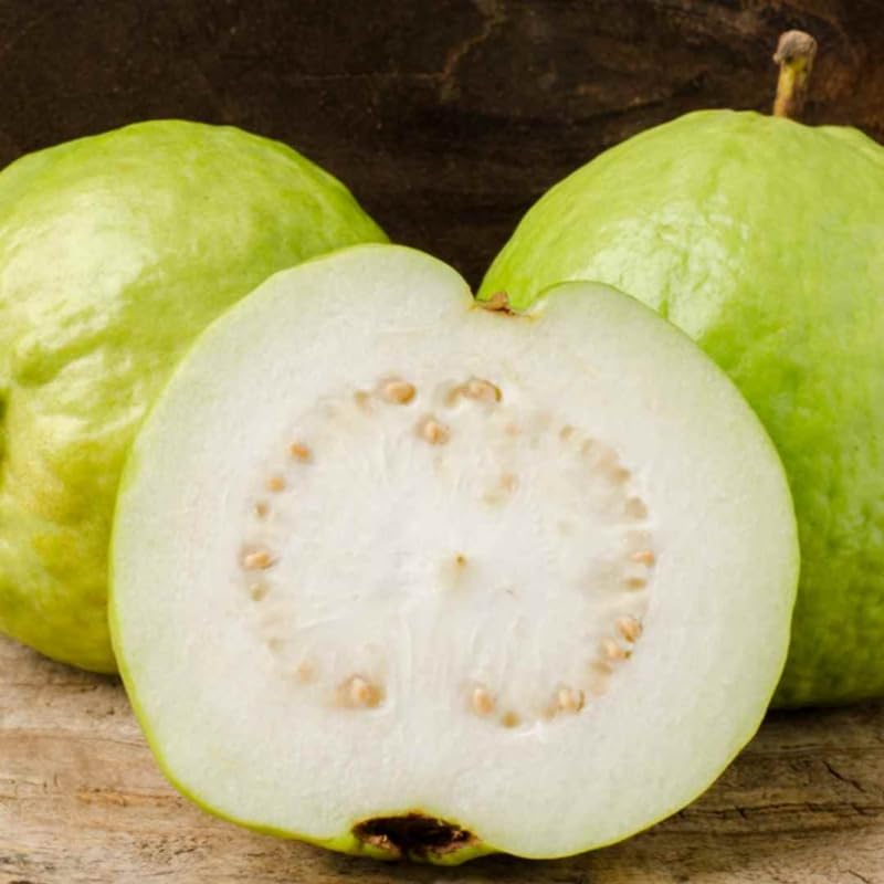 White Guava Tree Live, 8-10" Tall Tropical Fruit Tree, Sweet Guava Plant for Outdoor or Indoor Planting