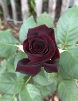 Well-Rooted Rose Live Plant, Climbing Roses Live Plant, Fragrant Climber Plant for Planting, No Leaf, Trim Back, 5-9" in Tall, Bare Root (Black Velvet)