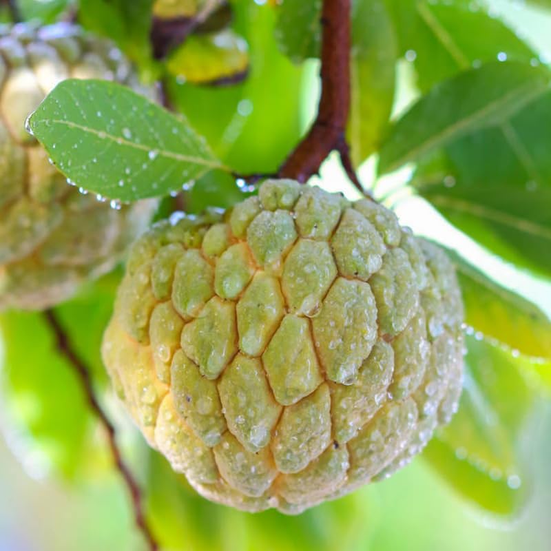 Custard Sugar Apple Tree Live Plant, Annona Squamosa Size 8-10 Inches in Half Gallon Pot, No CA