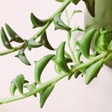 String of Dolphins Live Plant in 4 Inch Pot, Trailing String of Dolphins Plants Succulent in Pot, Succulents Plants Live Houseplant for Hanging Basket, Home Décor, Easy Care