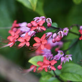 Set 2 Bleeding Heart Vine 5-9 Inc Tall, Clerodendrum Bleeding Heart Plants Live for Planting, Bleeding Heart Flowers (Red Purple Bleeding Heart Vine)