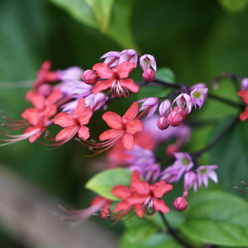 Set 2 Bleeding Heart Vine 5-9 Inc Tall, Clerodendrum Bleeding Heart Plants Live for Planting, Bleeding Heart Flowers (Red Purple Bleeding Heart Vine)