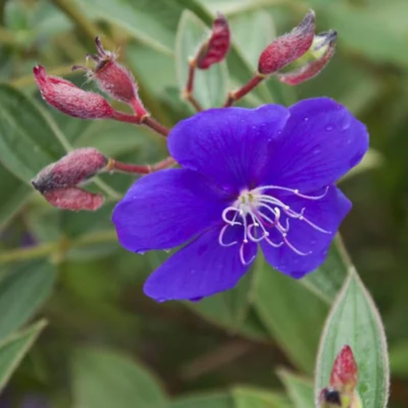 Lot 4 Blue Tibouchina Plants Live for Planting 5 to 8 Inch Tall, Fragrant Tibouchina Bush Live Plants
