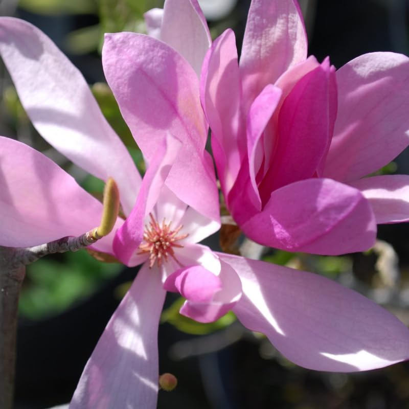 2 Magnolia Trees Live Plant, Fragrant Magnolia Plant Live for Planting Outdoor 6 to 12 Inc Height, Beautiful Magnolia Flowers Tree, Magnolia Flowers, in Pots (Ann Magnolia)