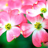 Bundle 2 Pink Dogwood Trees Live Plants, Flowering Dogwood Bush Plant Live, 6-13" Tall, No Leaf in 2.5" Pot for Planting Outside Flower Shrub