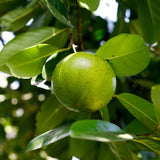 Black Sapote Tree, Chocolate Fruit Plant in 3 Gallon Pot, 2 Ft Tall Grafted, Cold Hardy Sweet Black Fruit Plant