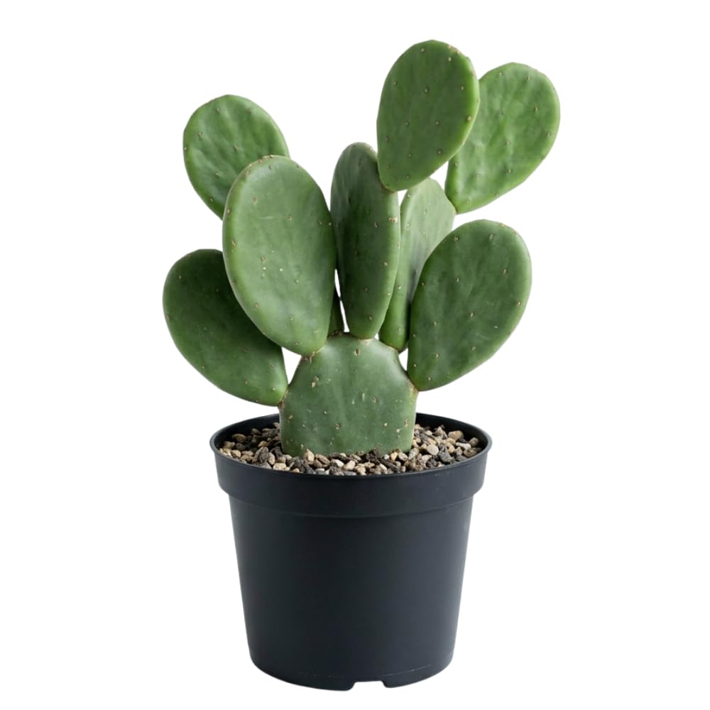 Thornless Prickly Pear Cactus Plants Live, Potted Prickly Pear Cactus Plant, 4-6 Inc Tall, Easy Care Succulent Plants for Indoor Outdoor Garden Growing