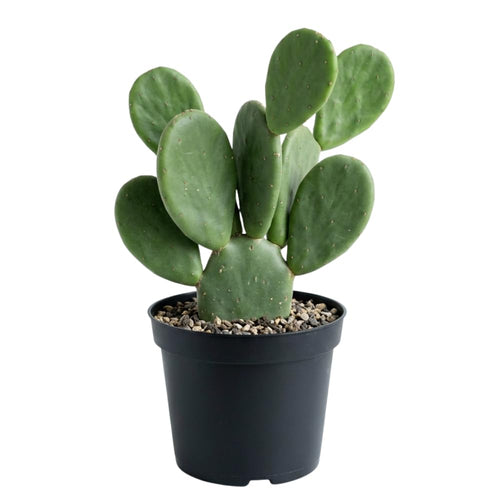 Thornless Prickly Pear Cactus Plants Live, Potted Prickly Pear Cactus Plant, 4-6 Inc Tall, Easy Care Succulent Plants for Indoor Outdoor Garden Growing