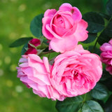 Pink Mini Rose Plant Live, Miniature Rose Bush in 3" Pot, Indoor Outdoor Flowering Plant, Compact Live Rose for Gifts and Gardens
