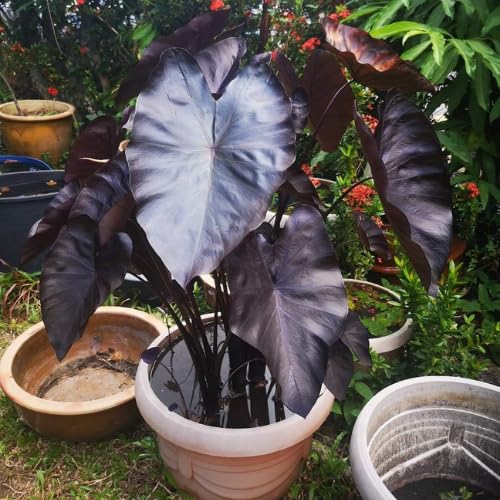 Black Colocasia Plants, 3-6" Elephant Ear Esculenta Taro Alocasia Live Plant for Outdoor Planting, Alocasia Plants Bare Root, No Pot, Live Colocasia Houseplant