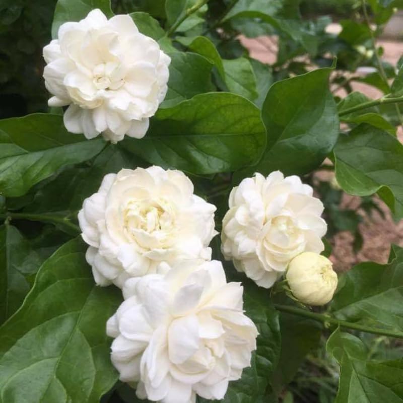 Sambac Jasmine Live Plant in Pot