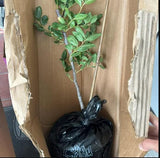 9 Months Old Li Jujube Tree Live Plant, 10-14 Inches Tall for Planting, Ready to Bear Fruit Within 1-3 Years, Dormant in Winter