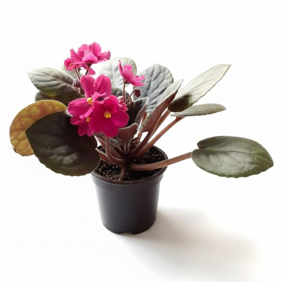 African Violets Live Plants, African Violet Plant Live in 4 Inches Pot, Violets Flowers Houseplant, 4-7 Inches Tall for Home Office Decor (Pink)
