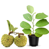 Custard Sugar Apple Tree Live Plant, Annona Squamosa Size 8-10 Inches in Half Gallon Pot, No CA