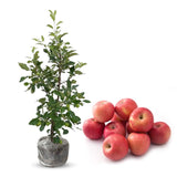 2-3 Ft Apple Tree Live Plant, Apple Fruit Plant Bare Root for Backyard Orchard Home Garden, Sweet Fruit
