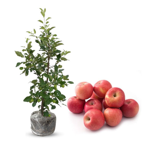 2-3 Ft Apple Tree Live Plant, Apple Fruit Plant Bare Root for Backyard Orchard Home Garden, Sweet Fruit