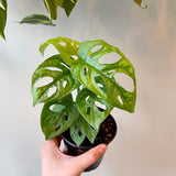 Swiss Cheese Plant Live, Monstera Adansonii Swiss Cheese Indoor Houseplant 4-6 Inches