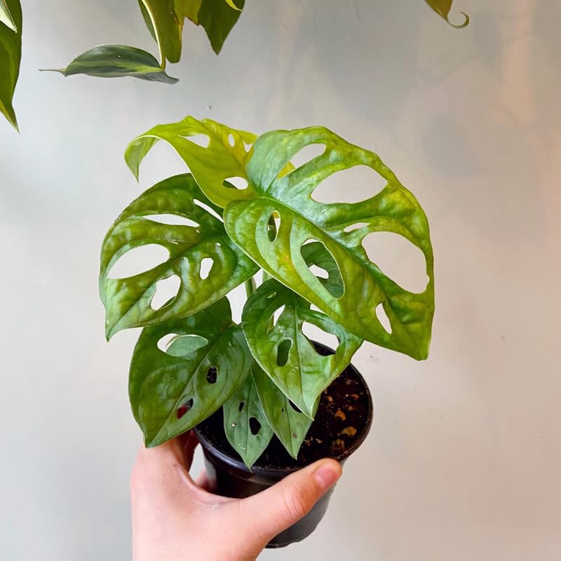 Swiss Cheese Plant Live, Monstera Adansonii Swiss Cheese Indoor Houseplant 4-6 Inches