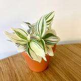 Set 6 Wandering Jew Plants, Mix Trandescantia Live Stems, Vibrant Foliage Indoor Houseplant 3-5 Inch Tall