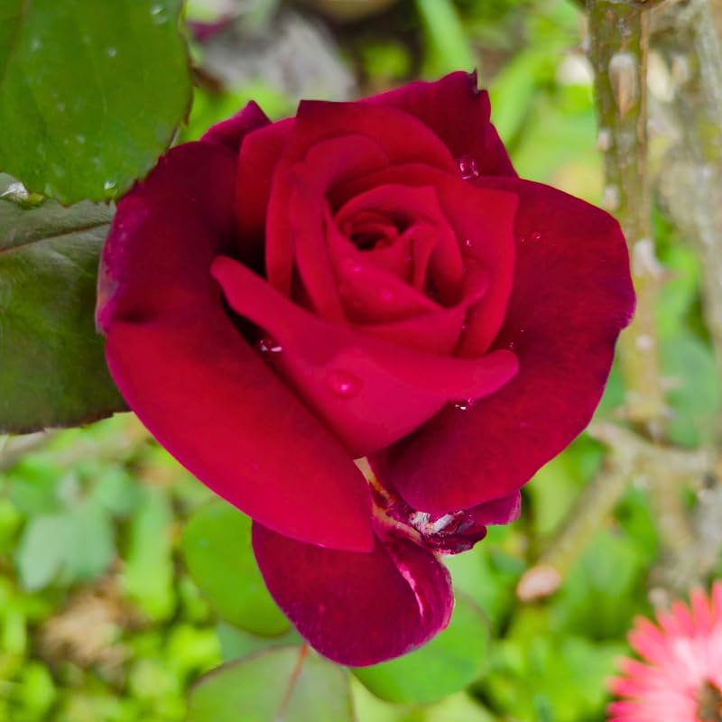 Deep Red Black Climbing Roses Live Plants 7 Months Old, Rose Bushes Ready to Plant 5-9" Tall, Very Fragrant, Can Grow As Climber or Bush Tree or Trellises, Walls, Fences