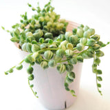 String Plant Live 4 Inch Pot, Rare Succulents Plants in Hanging Baskets, Trailing Succulent Houseplant for Home Office (Variegated String of Pearls)