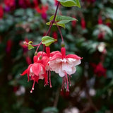 White Red Fuchsia Plants Live Hanging Basket, Live Fuchsia Plant Pot, 5 Inches Pot, Hardy Colorful Flower