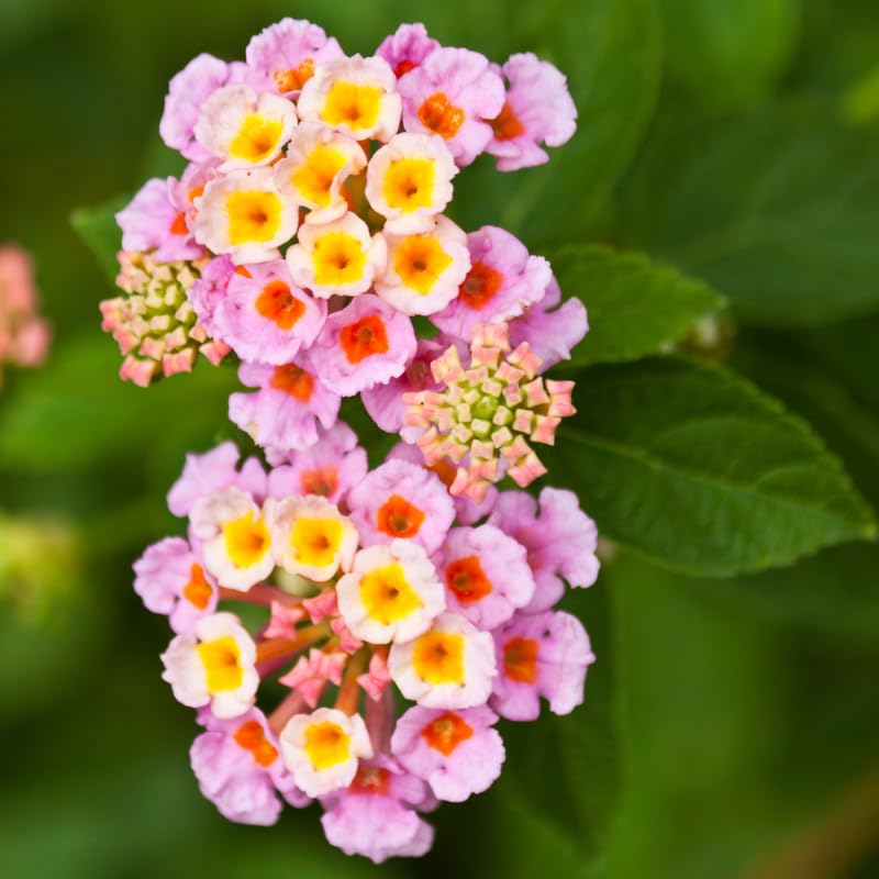 2 Lantana Plants Live, Perennial Live Flowering Lantana, Container Growing 4-9 Inch Tall - Pink