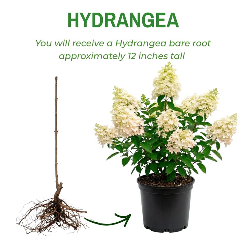 Hydrangea Plant, Hydrangea Tree Live Plant for Planting, 10-12 Inches Tall, Large White Blooms, Hydrangeas for Landscape and Outdoor Garden