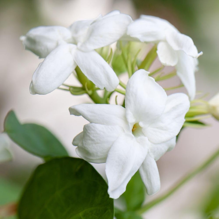 3 Mix Jasmine Plants, Fragrant Jasmine Vines, Jasmines Flowering Plant Well Rooted 4-7 Inches for Gardens and Indoor Spaces