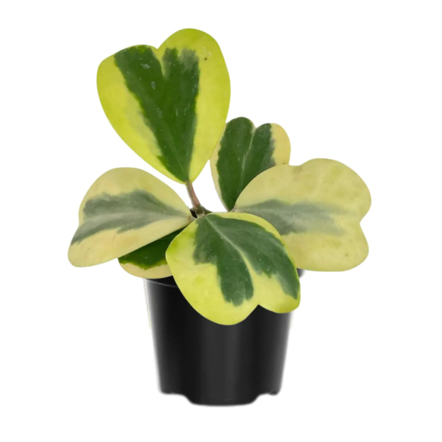 Hoya Kerrii Variegated Plant Live, Hoya Heart Leaf Live in 2 Inches Pot, Indoor Outdoor Houseplant