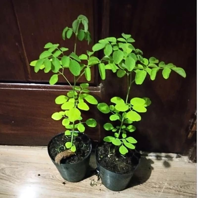 1 Dwarf Moringa Oleifera Plant Live in 4" Pot, Malunggay Drumstick Horseradish Tree Plant Live 6-12" Tall, No CA