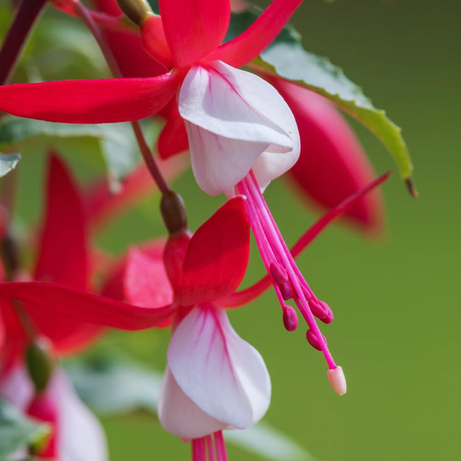 Set 4 Live Fuchsia Plants, 4 to 6 Inc in Height, Red White Fuchsia Live Plants, Fragrant Flower Plants