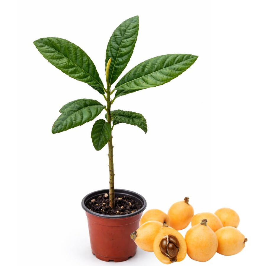 Loquat Plant, 7-10″ Tall Loquat Fruit Tree Live Plant in 4 Inch Pot, Tropical Fruit Tree for Planting, Well Rooted