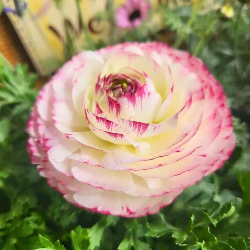 25 Pink Large Ranunculus Bulbs for Planting, Ranunculus Corms, Buttercup Flower Bulbs Spring Fall Growing