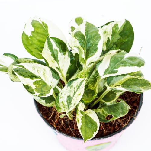 Variegated Green White Pothos Live Plant, 4-6" Tall Hanging Houseplant, Pothos Plant for Indoor Outdoors Garden, Live Houseplants Without Pot