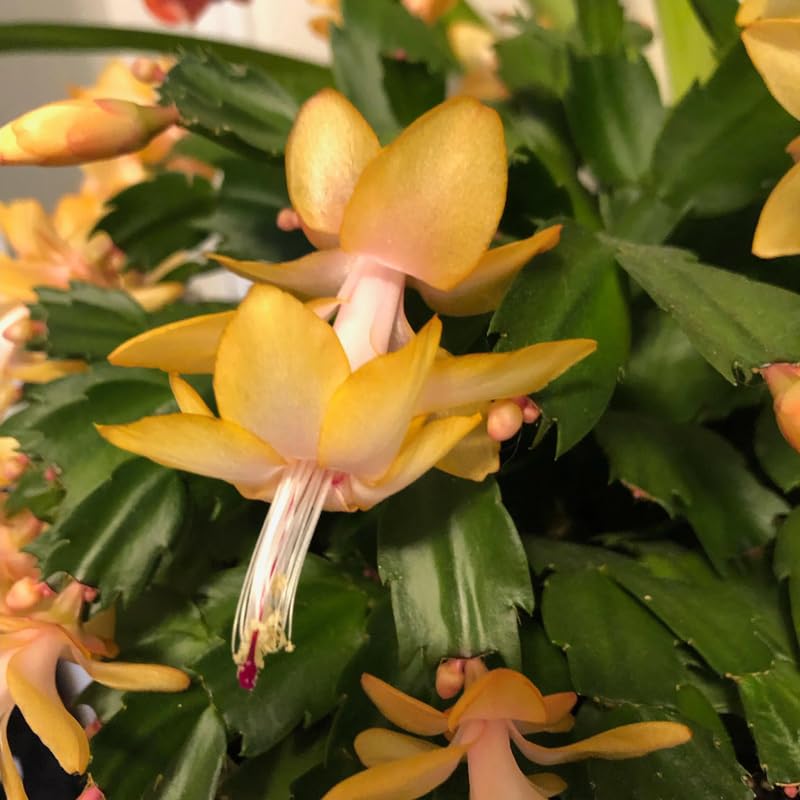 2 Live Yellow Christmas Cactus Plants, Yellow Christmas Cactus Plants Live, 4 to 6 Inch, Bare Root, Perennial Flower Holiday Succulent Plant, No Pot