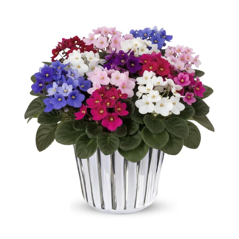 1 Random African Violets Live Plant in 4" Pot, Starter African Violet for HouseplantIndoor Outdoor Home Decor